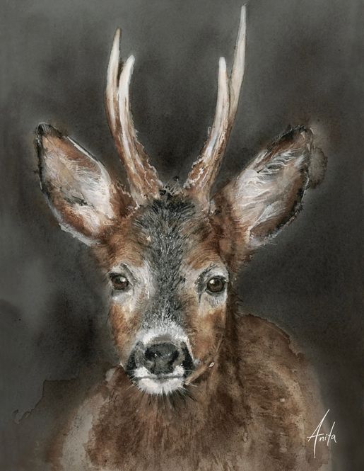 Hovedbilde Kunstplakat  “Rådyr”, 50×70