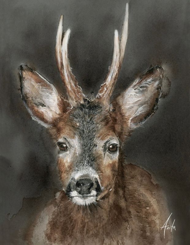 Kunstplakat  “Rådyr”, 50×70