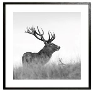 Hovedbilde Bilde sort/hvit Hjort 50x50 